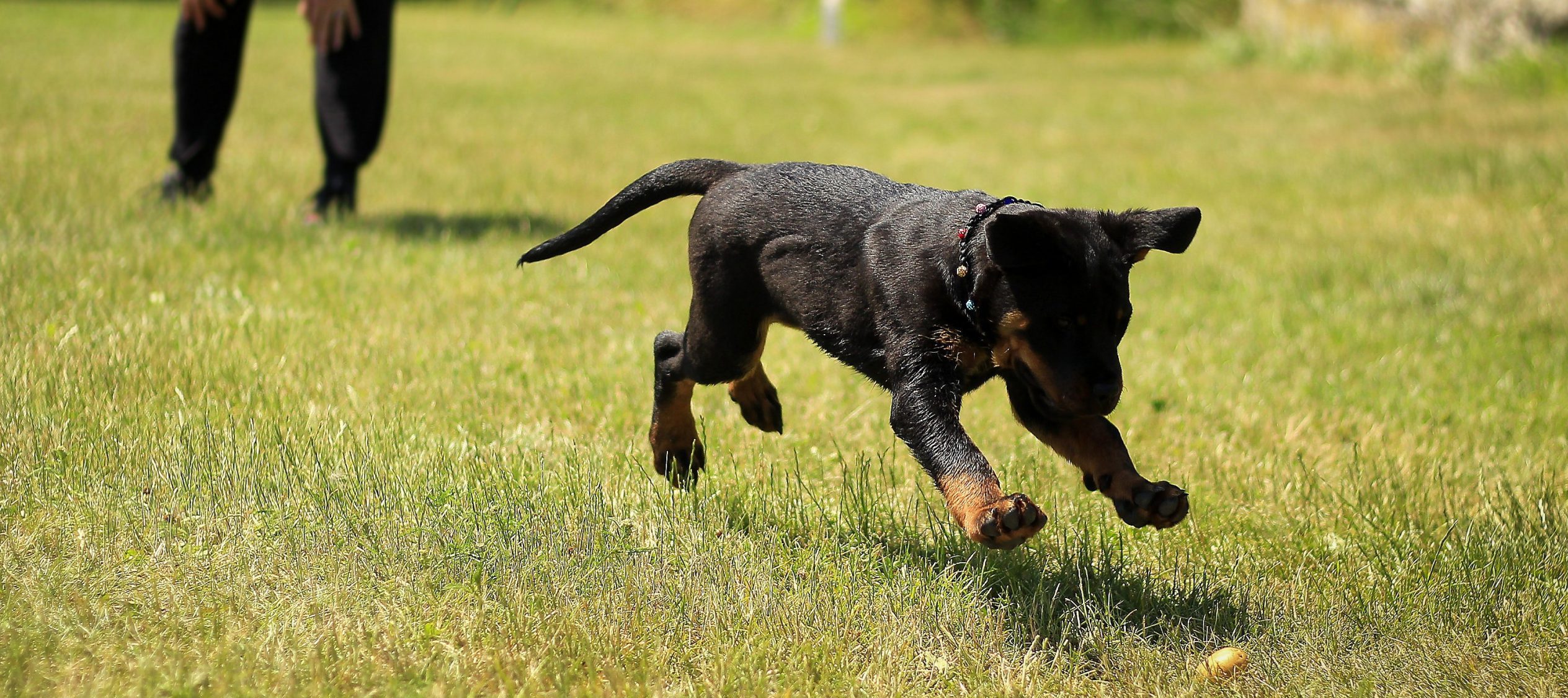 OneonOne Training Practical Dog Training