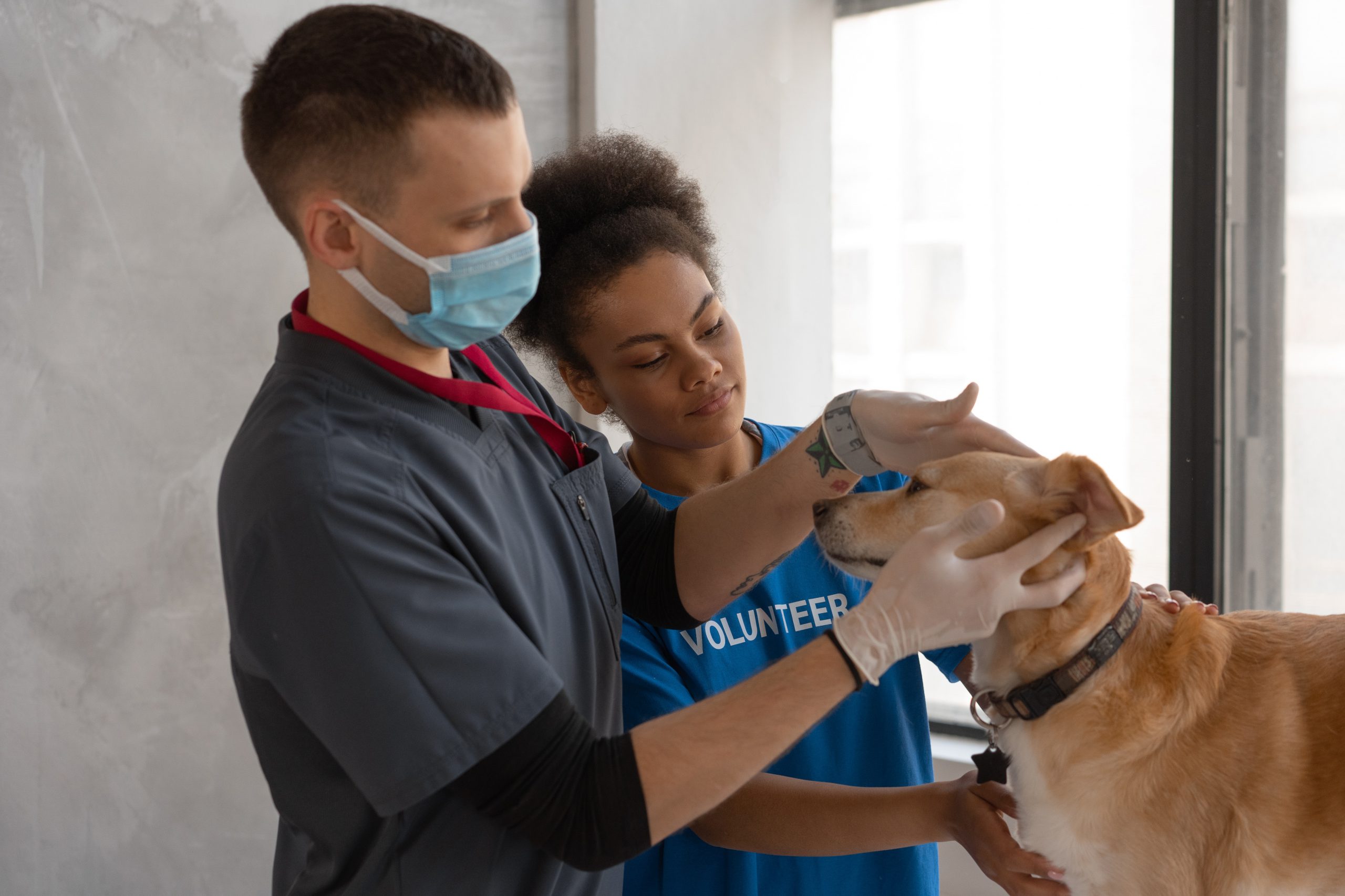 Pet First Aid Practical Dog Training