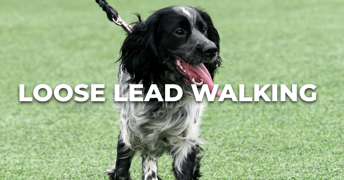 Loose Lead Walking - Practical Dog Training