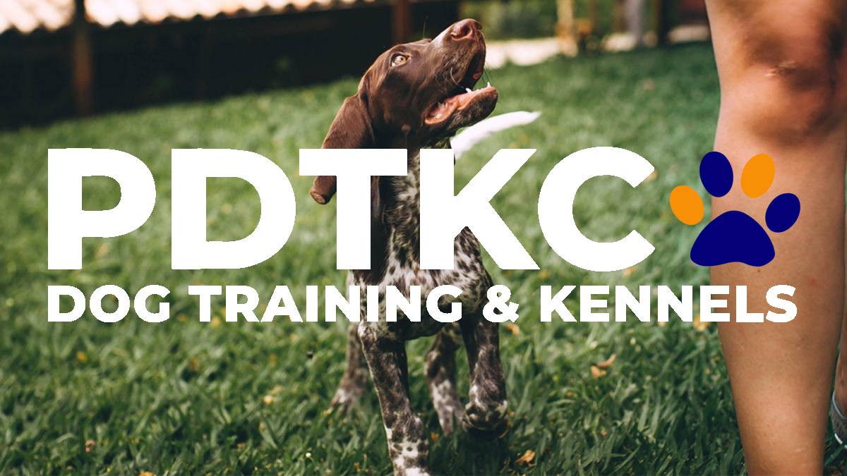 Boarding Kennels Cattery Practical Dog Training PDTKC Dog Kennels Larne Co Antrim